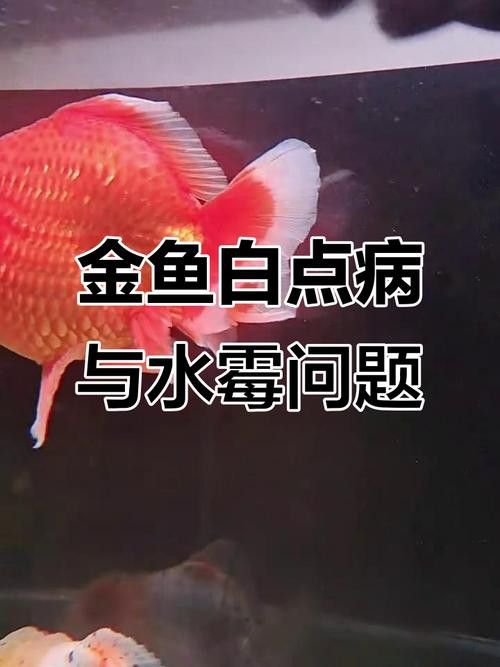 金龍魚身上有白點什么情況啊圖片視頻