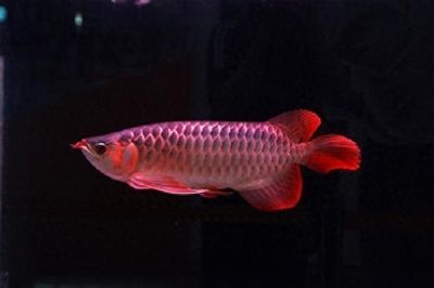 紅龍魚每天燈照需要多長時間：紅龍魚每天的光照時間應(yīng)該如何控制
