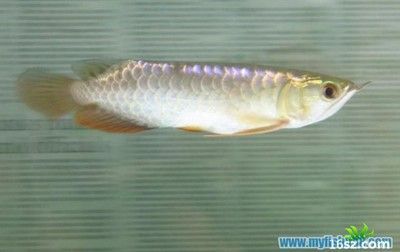 金龍魚馬蹄印：關于金龍魚馬蹄印的詳細解釋