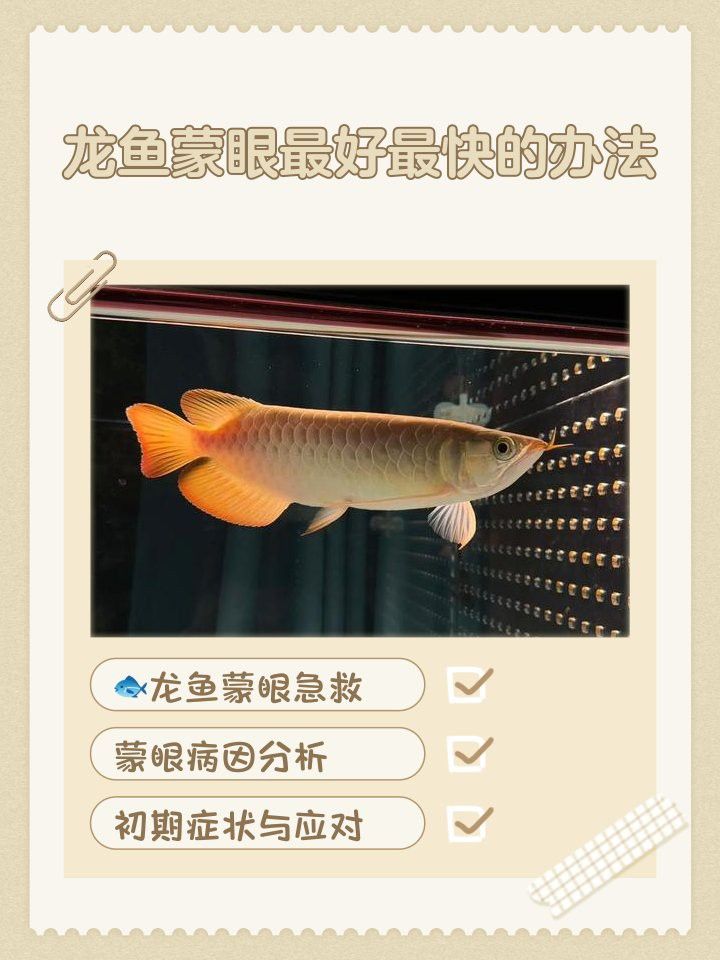 紅龍蒙眼期間需要停食嗎？