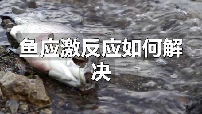 銀龍魚太膽小