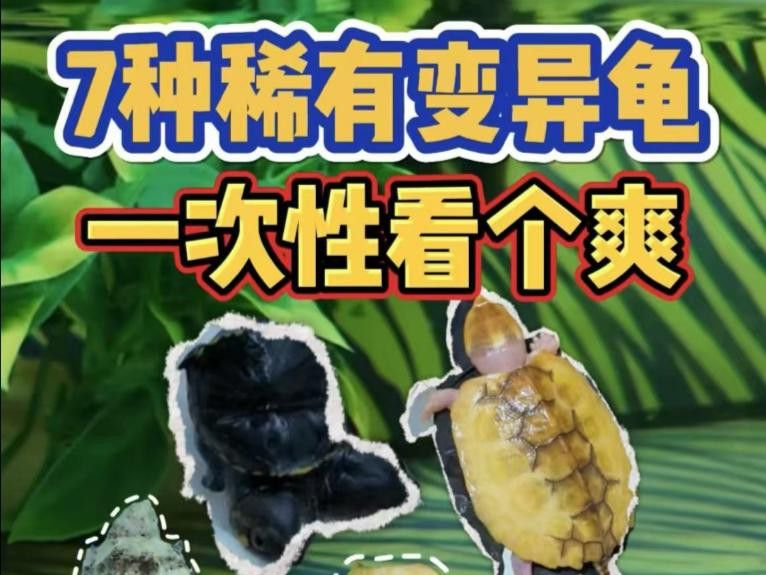 哪些變異品種最稀有？
