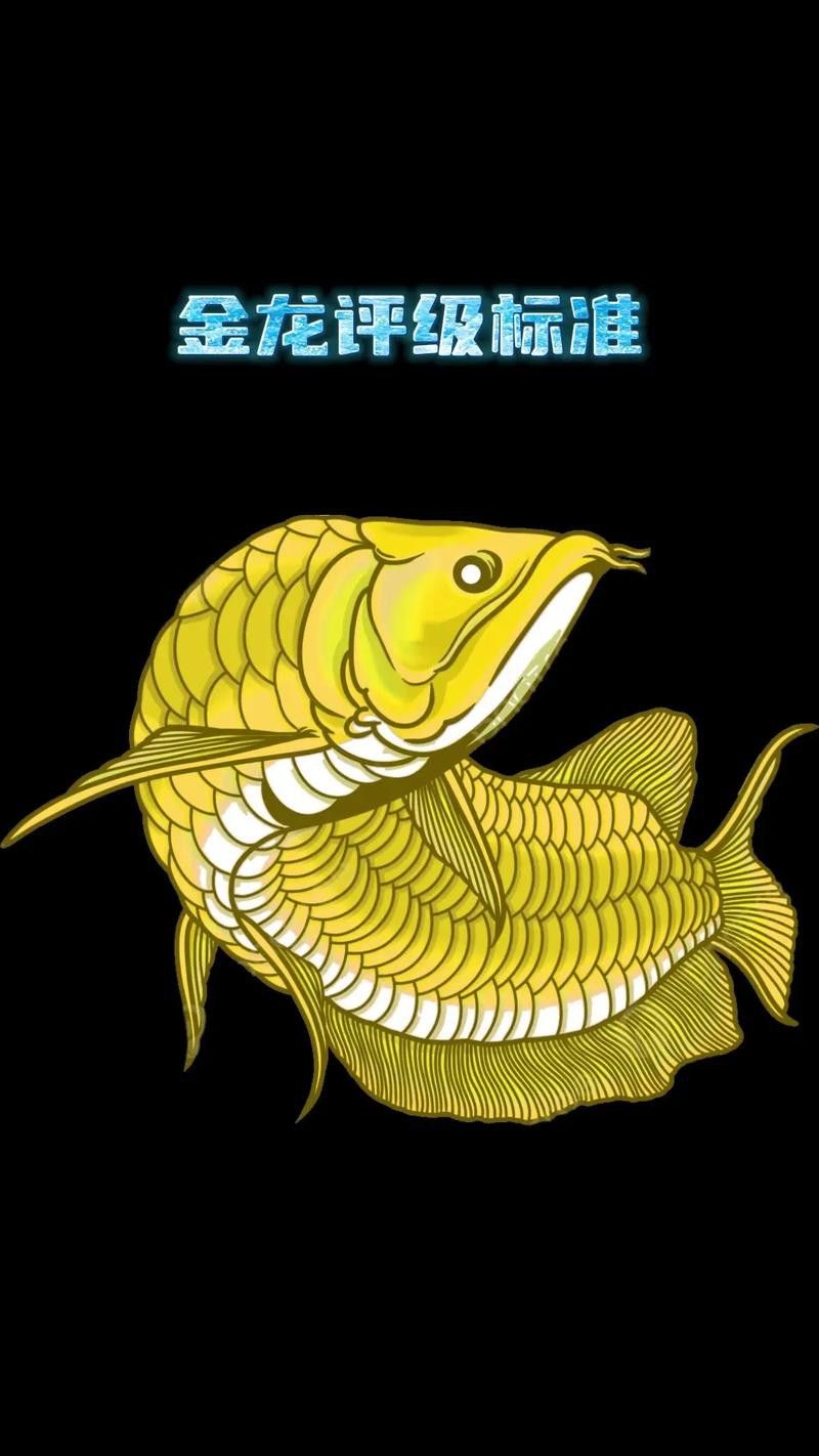金龍魚圖解