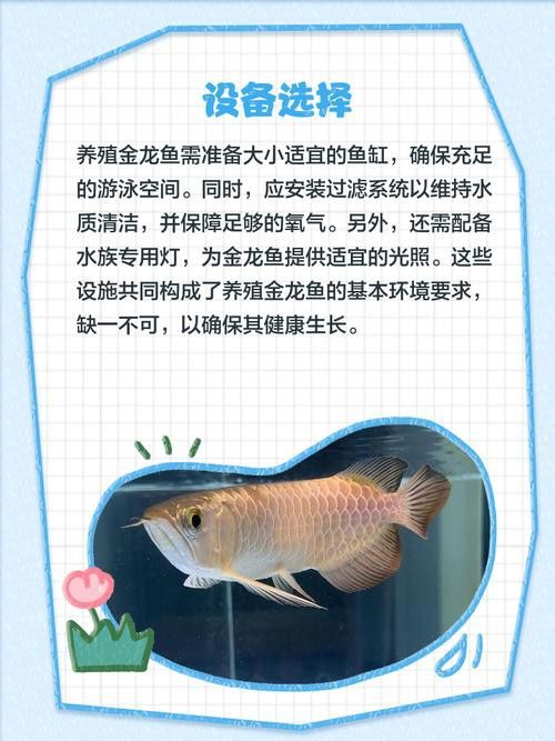 金龍魚圖解