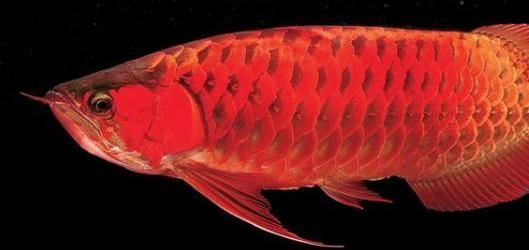 龍魚頭部黑點：龍魚頭部的黑點可能是由于色素沉淀、傷口愈合、感染等原因引起的 龍魚頭部黑點：龍魚頭部的黑點可能是由于色素沉淀、傷口愈合、感染等原因引起的 龍魚百科 第3張