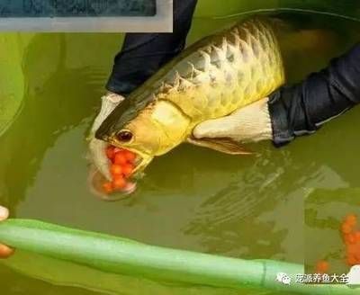 龍魚一個月不吃快掛了：龍魚一個月不吃東西怎么辦