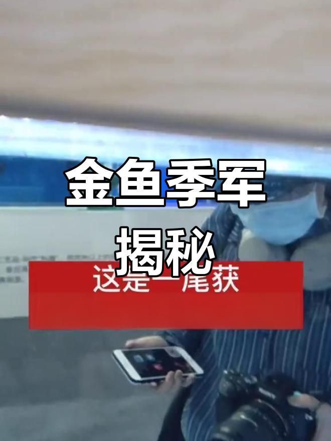 鎏金金魚哪個品種好 龍魚百科 第2張 鎏金金魚哪個品種好 鎏金金魚哪個品種好 龍魚百科 第2張