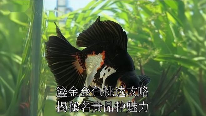 鎏金金魚哪個品種好 龍魚百科 第1張 鎏金金魚哪個品種好 鎏金金魚哪個品種好 龍魚百科 第1張