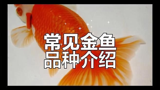 鎏金金魚哪個品種好 龍魚百科 第3張 鎏金金魚哪個品種好 鎏金金魚哪個品種好 龍魚百科 第3張