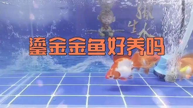 鎏金金魚哪個品種好 龍魚百科 第4張 鎏金金魚哪個品種好 鎏金金魚哪個品種好 龍魚百科 第4張