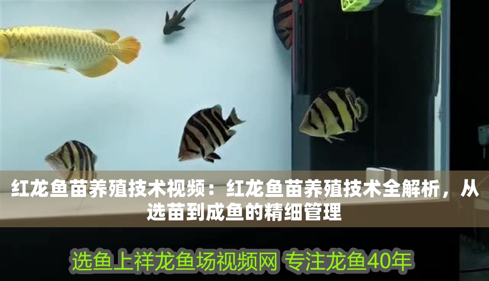 紅龍魚苗養殖技術視頻：紅龍魚苗養殖技術全解析，從選苗到成魚的精細管理