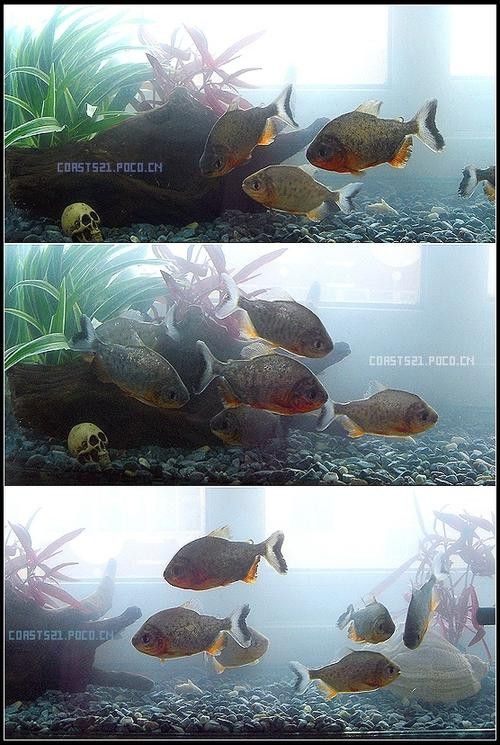 食人鯧可以和龍魚混養嗎圖片