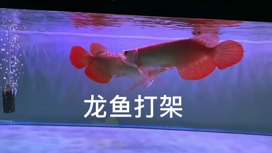食人鯧可以和龍魚混養嗎圖片