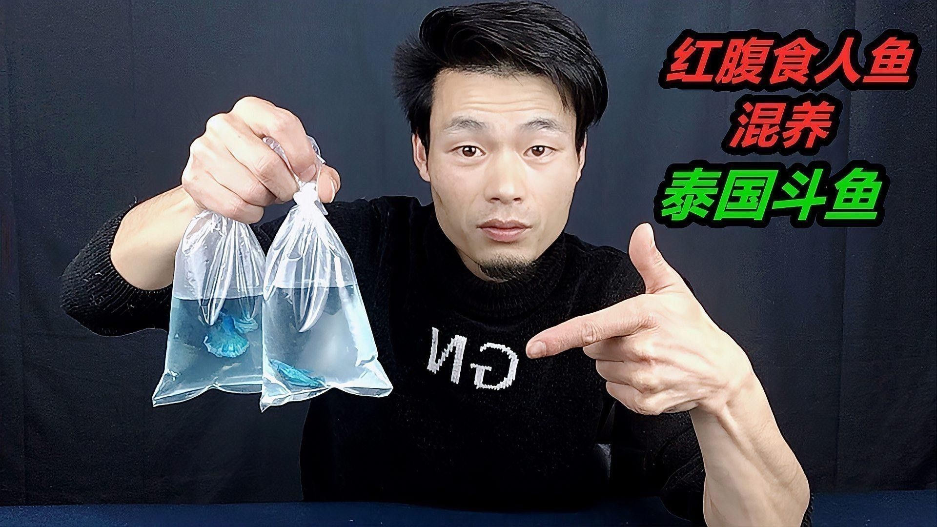食人鯧可以和龍魚混養嗎圖片
