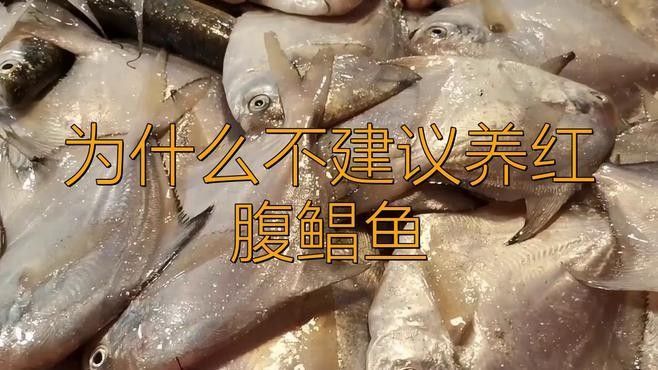 食人鯧可以和龍魚混養嗎圖片