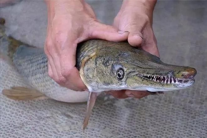 食人鯧可以和龍魚混養嗎圖片