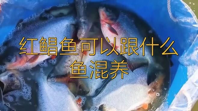 食人鯧可以和龍魚混養嗎圖片