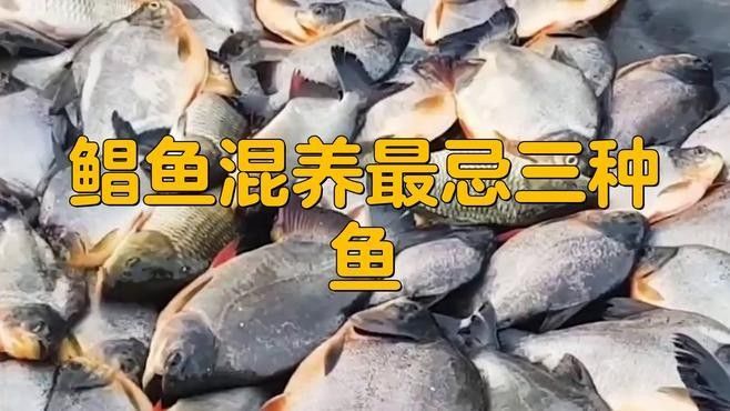 食人鯧可以和龍魚混養嗎圖片