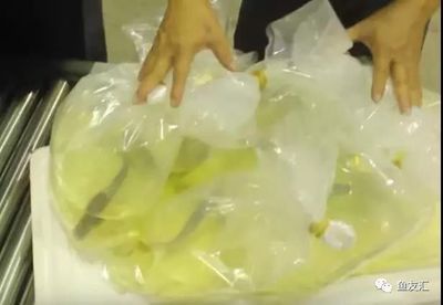 龍魚禁止進口的原因：龍魚的進口受到限制或禁止的原因