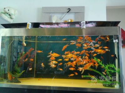 龍魚與蝴蝶鯉混養好不好：龍魚和蝴蝶鯉可以混養在一起嗎？