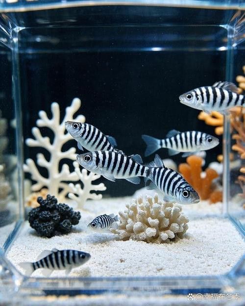 斑馬鴨嘴魚和龍魚混養(yǎng)嗎圖片