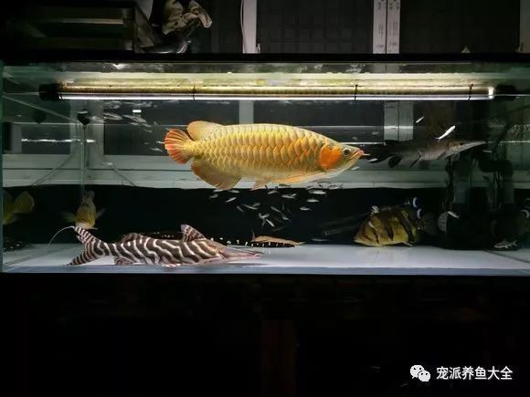 斑馬鴨嘴魚和龍魚混養(yǎng)嗎圖片