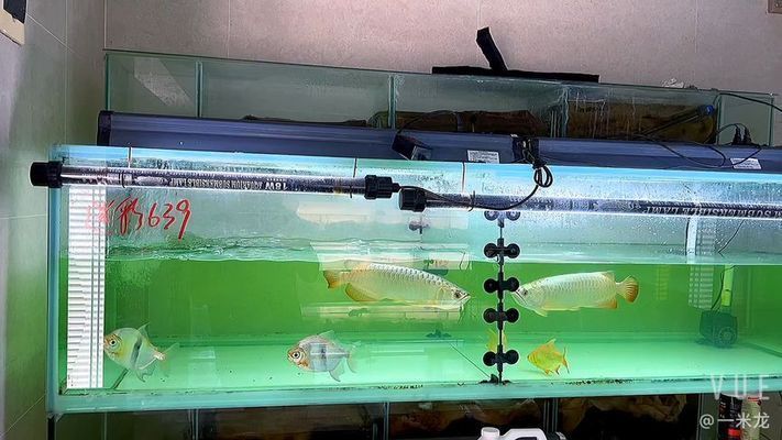 龍魚缸水發白：魚缸水發白怎么處理龍魚缸水發白怎么處理魚缸水發白