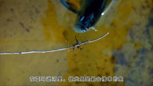 銀龍魚為什么叫銀龍魚呢 銀龍魚為什么叫銀龍魚呢 龍魚百科 第1張