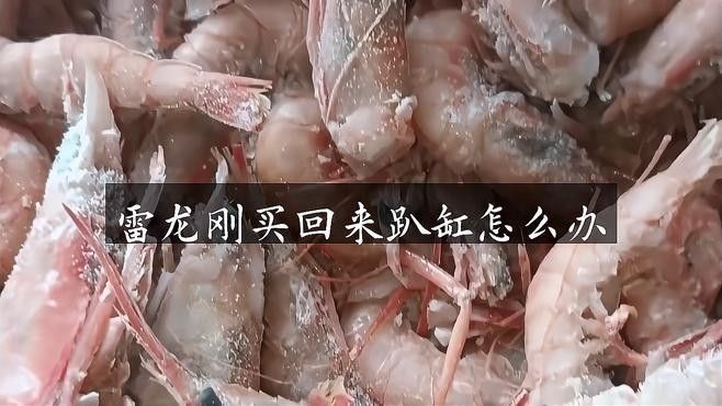 雷龍魚(yú)新入缸不動(dòng)