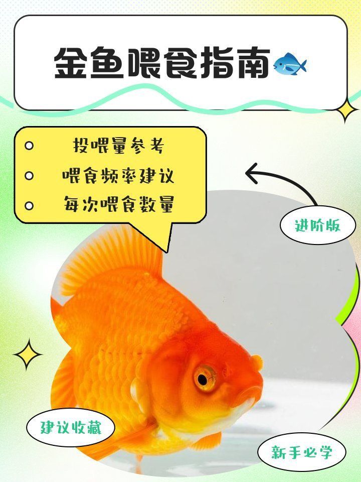 藍帆五間魚吃什么