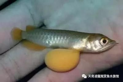 龍魚游泳斜著怎么回事（龍魚游泳斜著可能由多種原因引起以下原因及其對應的解決辦法） 龍魚游泳斜著怎么回事（龍魚游泳斜著可能由多種原因引起以下原因及其對應的解決辦法） 龍魚百科 第1張