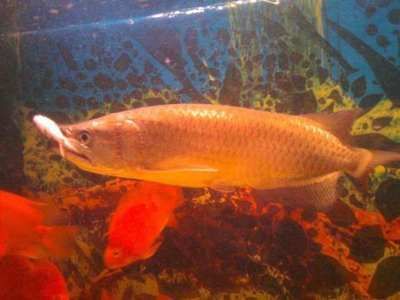 龍魚哪里的品種最好：龍魚哪里的品種最好龍魚品種價格對比龍魚養殖難度排行