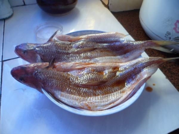固原龍魚(yú)專賣店：在固原市，有一些地方可以買到龍魚(yú),固原龍魚(yú)專賣店