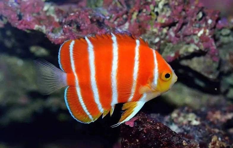 天山雪龍魚價格行情走勢圖片