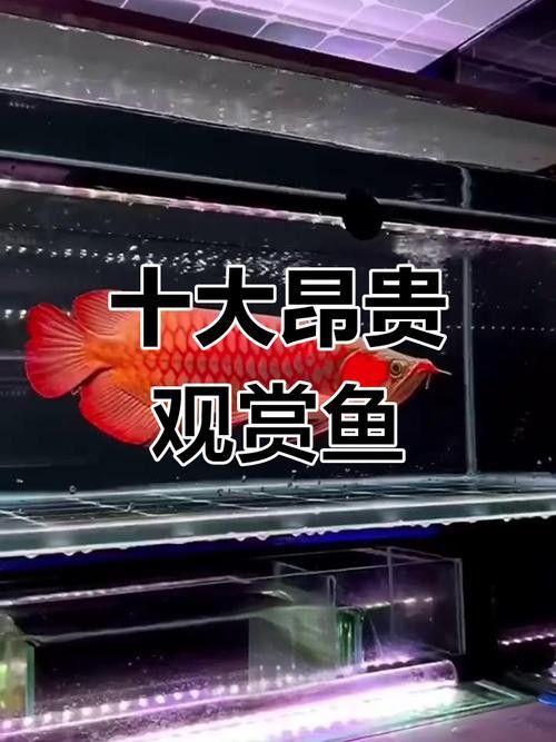 天山雪龍魚價格行情走勢圖片