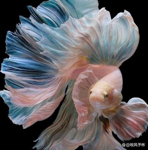 天山雪龍魚價格行情走勢圖片
