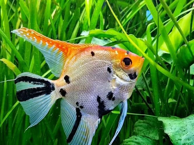 天山雪龍魚價格行情走勢圖片