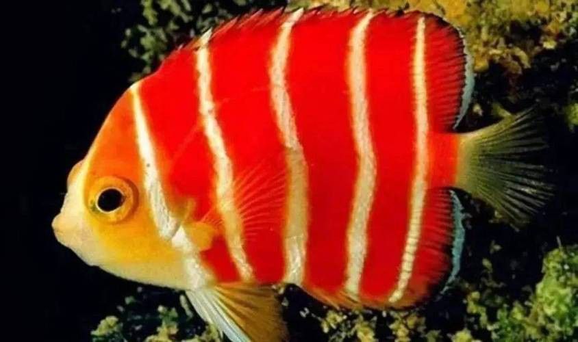 天山雪龍魚價格行情走勢圖片
