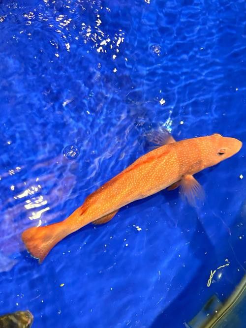 天山雪龍魚價格行情走勢圖片