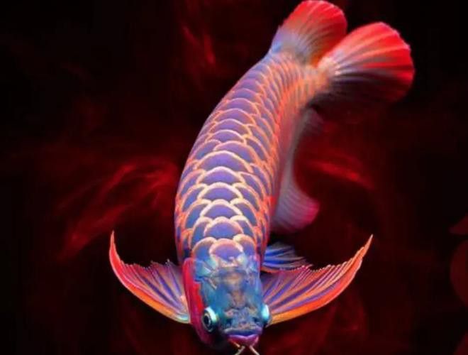 天山雪龍魚價格行情走勢圖片