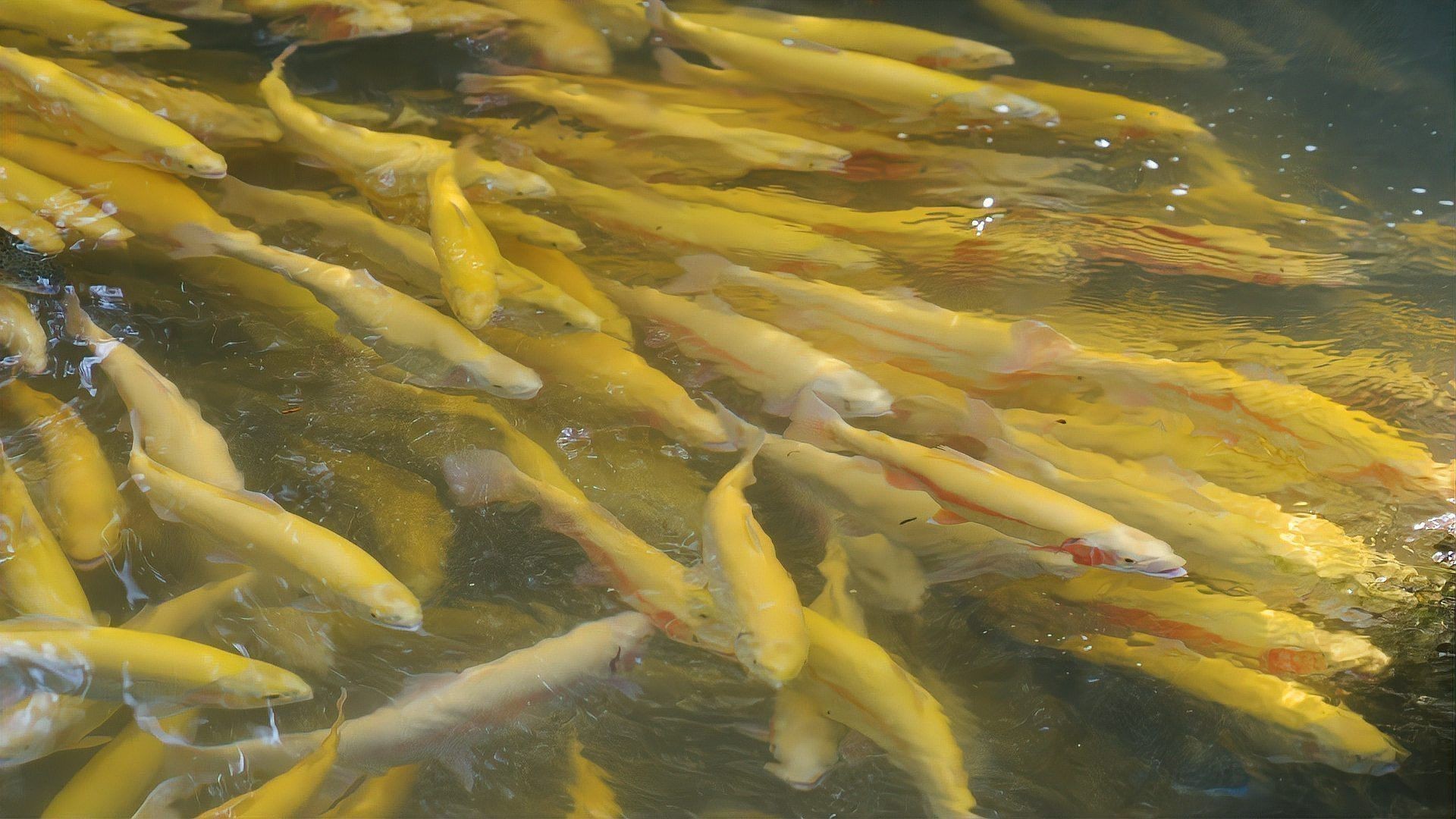 天山雪龍魚價格行情走勢圖片