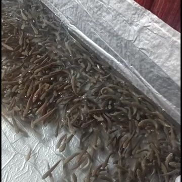 雷龍魚苗批發（關于雷龍魚苗批發的一些詳細信息）