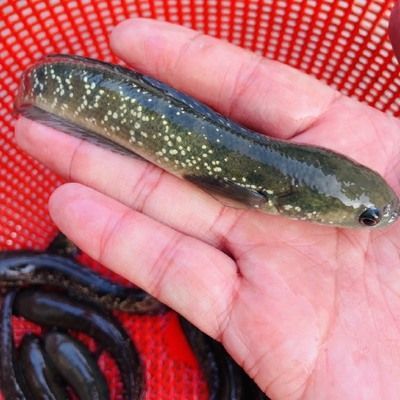 雷龍魚苗批發（關于雷龍魚苗批發的一些詳細信息）