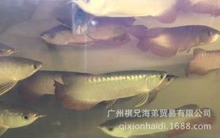 杭州金龍魚熱帶魚養(yǎng)殖基地電話多少號：關于杭州金龍魚熱帶魚養(yǎng)殖基地電話的問題