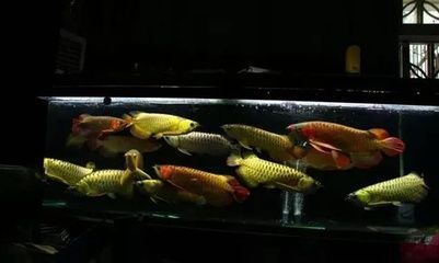 龍魚養幾條好一點（關于龍魚養殖數量的一些建議）