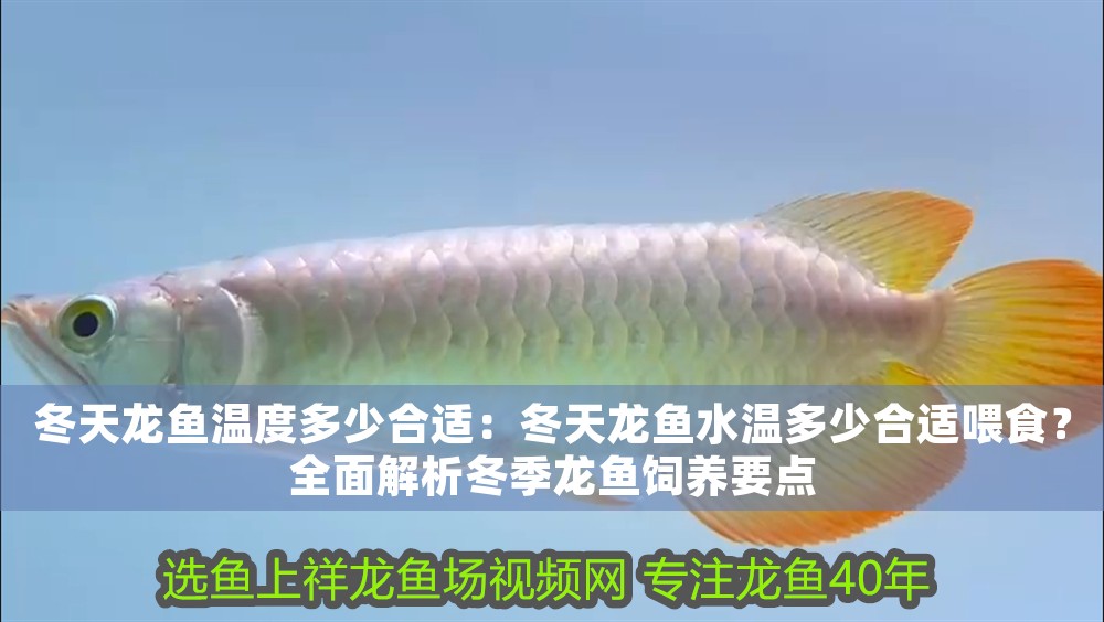 冬天龍魚溫度多少合適：冬天龍魚水溫多少合適喂食？全面解析冬季龍魚飼養要點