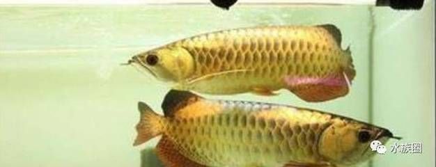 龍魚撞破嘴唇多久能好呀：龍魚嘴唇受傷后恢復時間