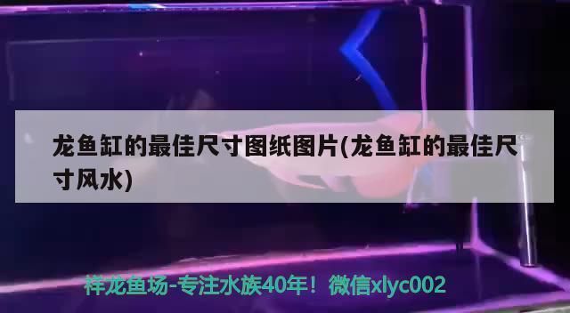 龍魚缸寬度最大限度：龍魚缸寬度對健康影響