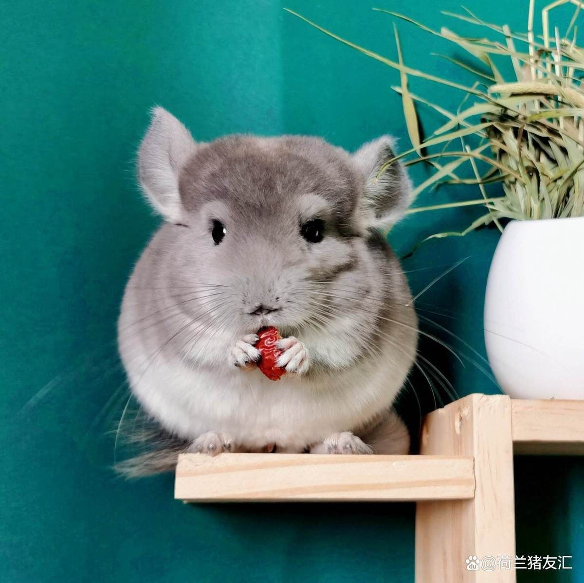 龍貓和什么動物一起養最和諧？