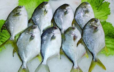 紅龍魚吃干蝦行嗎：紅龍魚可以吃干蝦嗎？